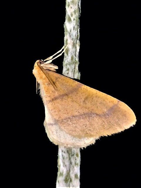 Agriopis aurantiaria - aranysárga téliaraszoló