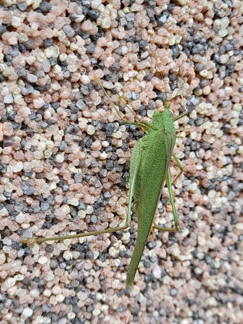 Phaneroptera nana - pontozott repülőszöcske