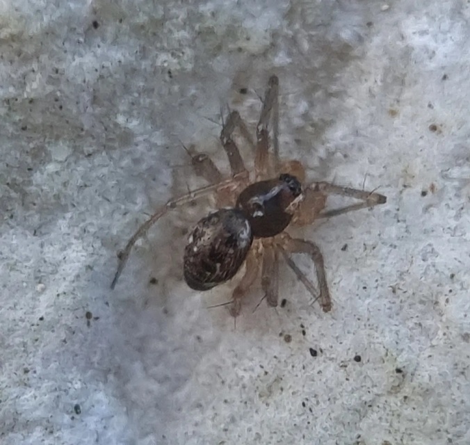 Linyphiidae - vitorláspókok