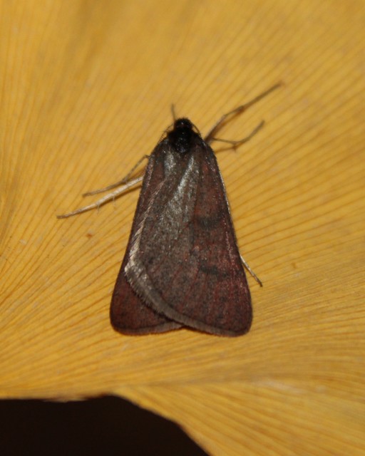 Lignyoptera fumidaria - füstös ősziaraszoló