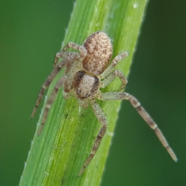 Philodromus
