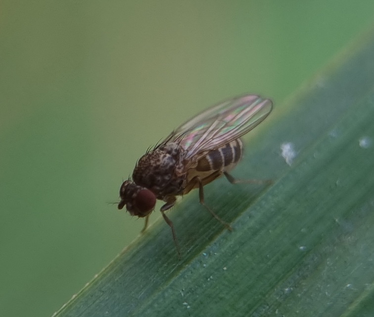 Drosophila