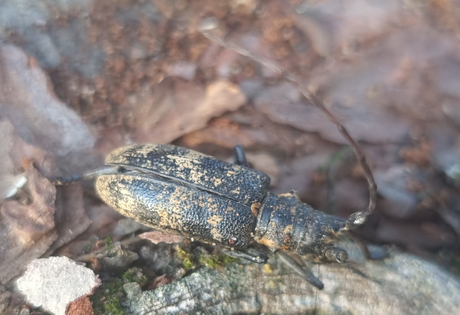 Monochamus galloprovincialis pistor - foltos fenyvescincér