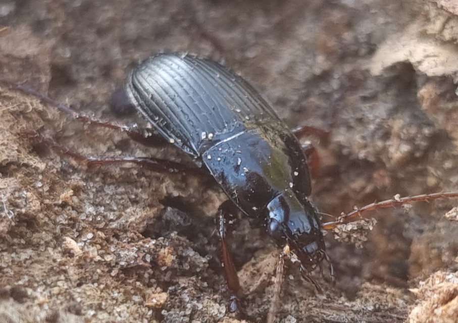 Calathus fuscipes - sokpontos tarfutó