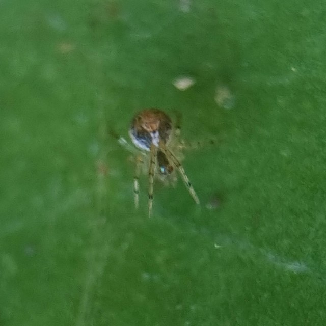 Theridion