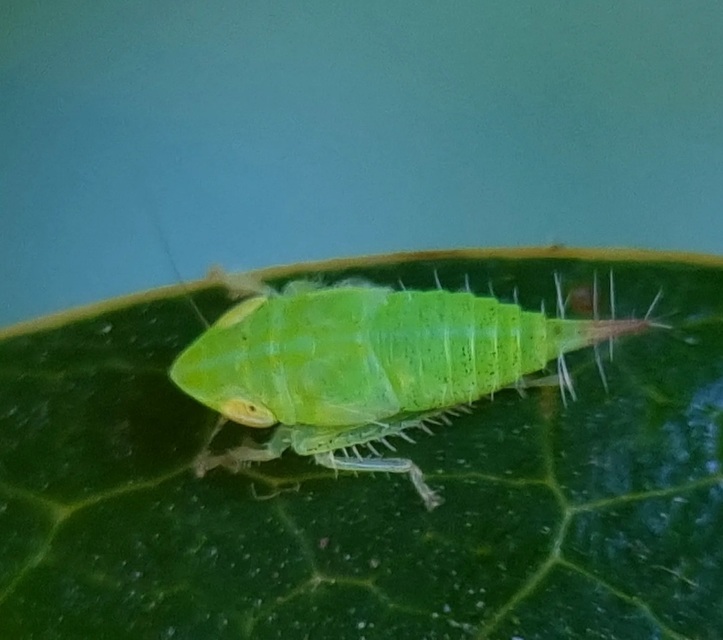 Fieberiella florii