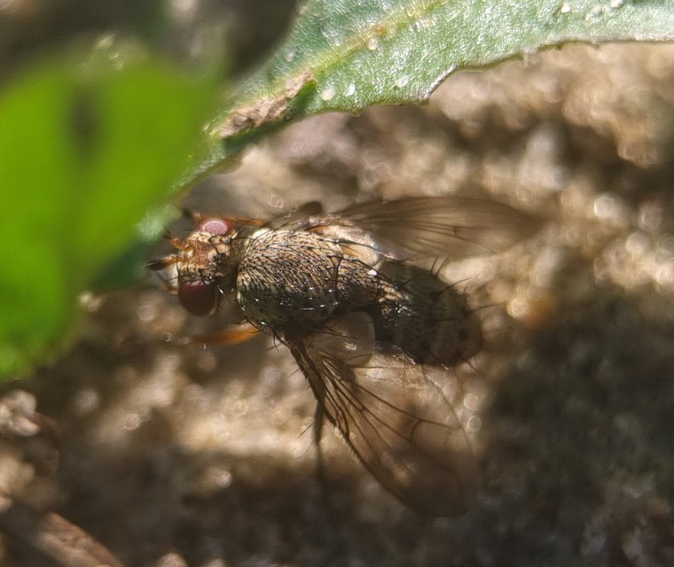 Siphona