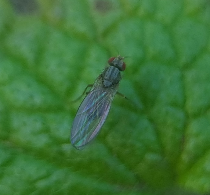 Scaptomyza