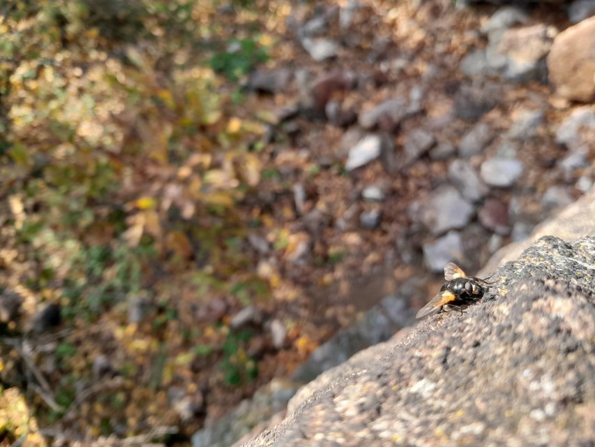 Mesembrina meridiana