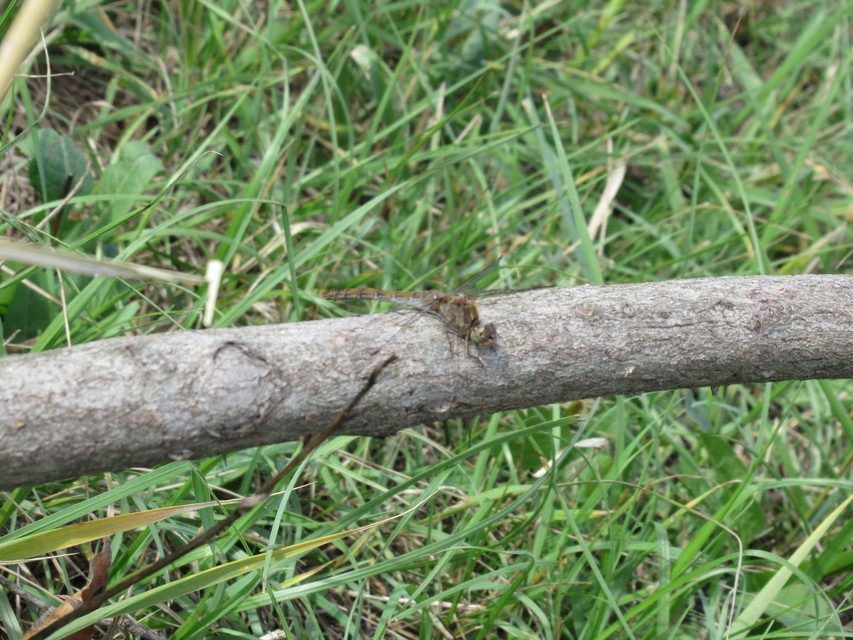 Sympetrum striolatum - harántsávos katona-szitakötő