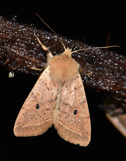 Leptologia macilenta - gyertyán-őszibagoly