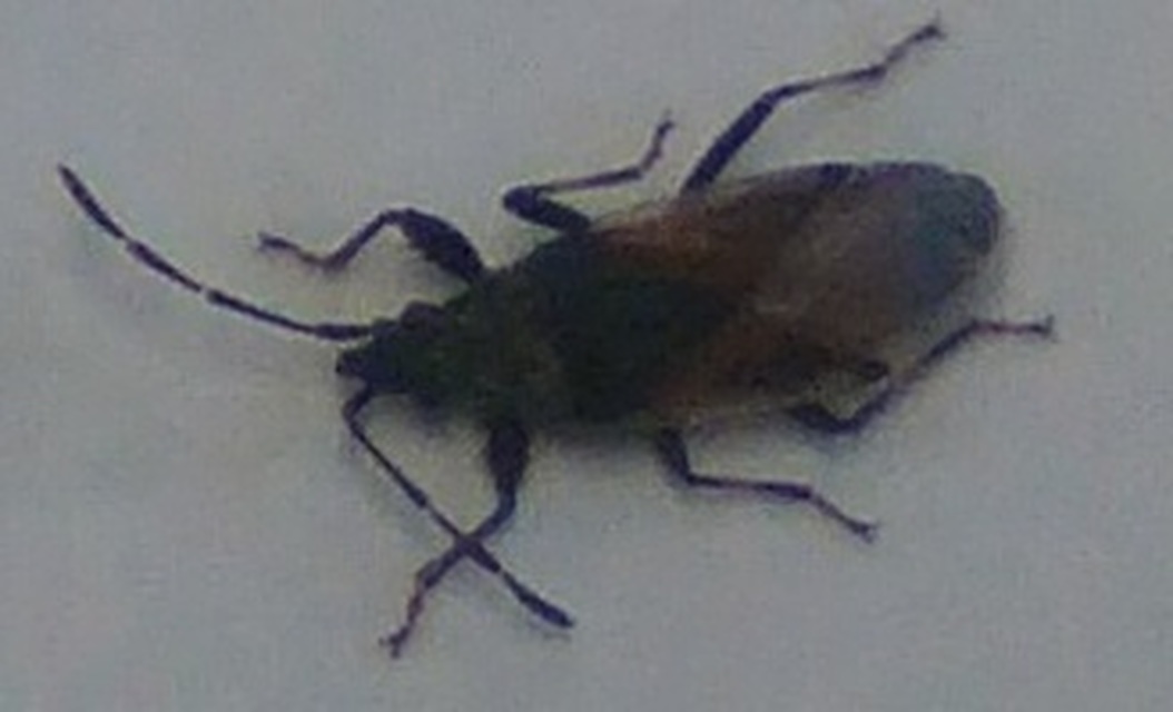 Oxycarenus lavaterae - hársbodobács