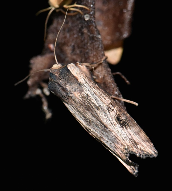Xylena exsoleta - szürke fabagoly