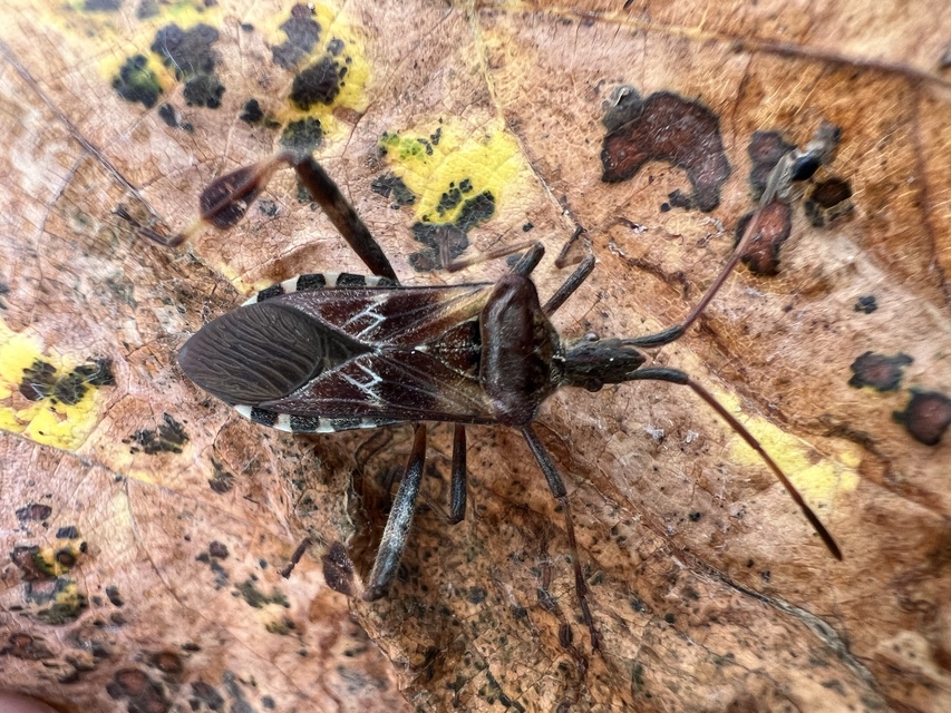 Leptoglossus occidentalis - nyugati levéllábú poloska