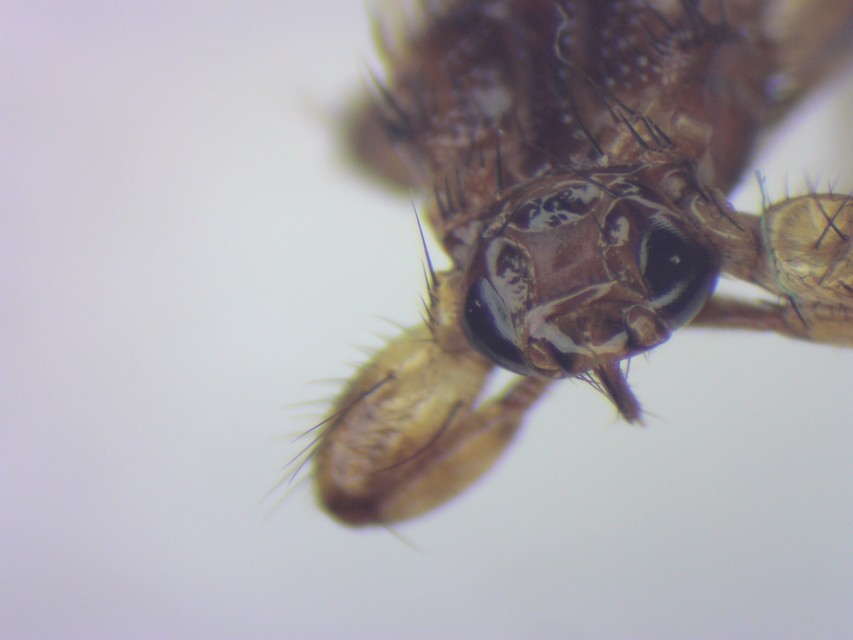Diptera - Kétszárnyúak