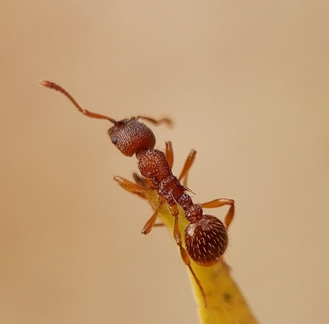 Myrmica sabuleti - gyakori bütyköshangya