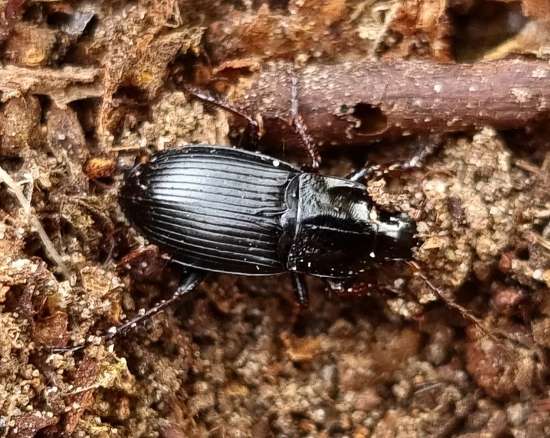 Calathus fuscipes - sokpontos tarfutó