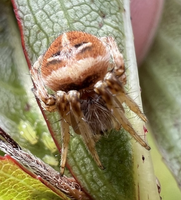 Agalenatea redii - széles keresztespók