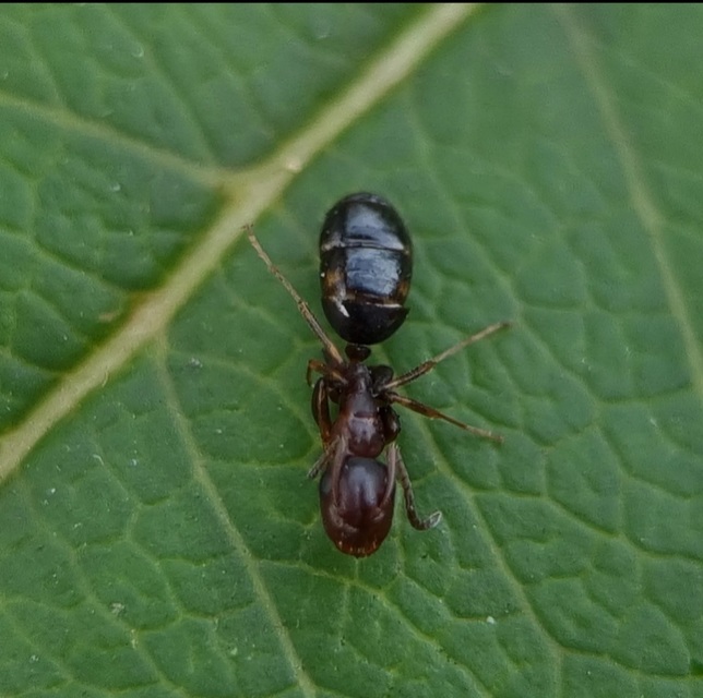 Colobopsis truncata - kapushangya