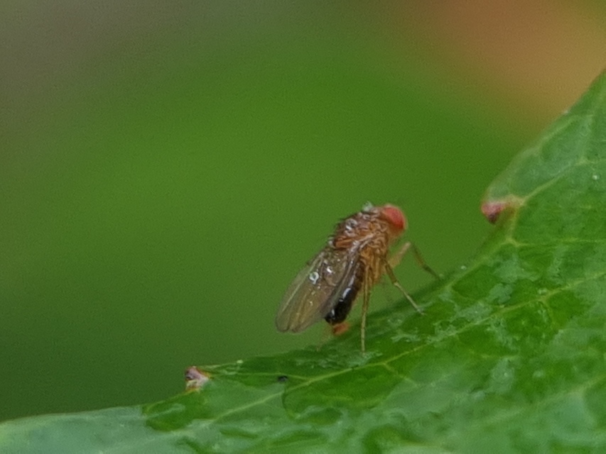 Drosophilidae - muslicafélék