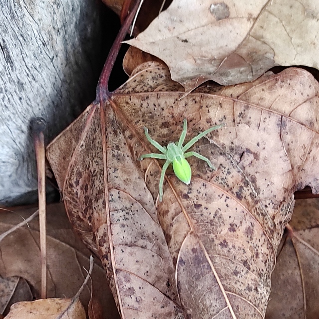Micrommata virescens - hunyópók