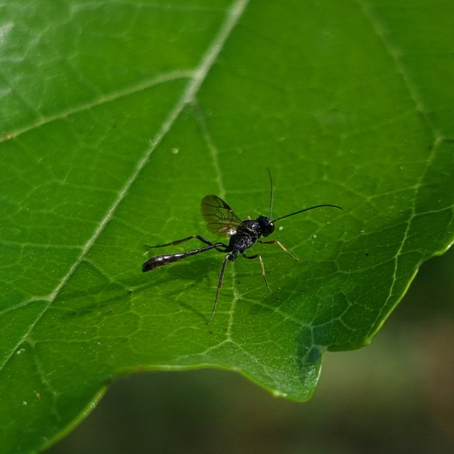 Anomalon cruentatum