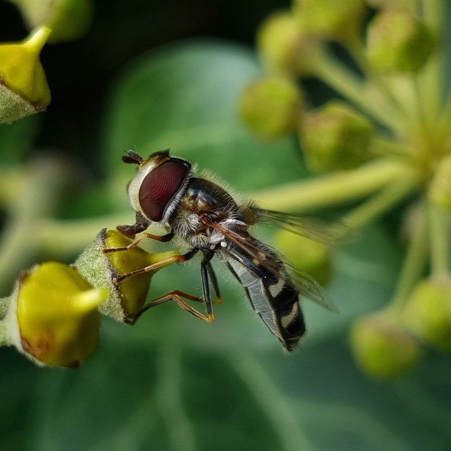 Scaeva pyrastri - gyakori nagyhomlokúlégy