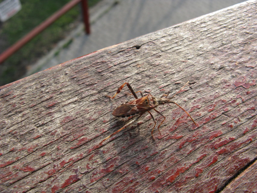 Leptoglossus occidentalis - nyugati levéllábú poloska