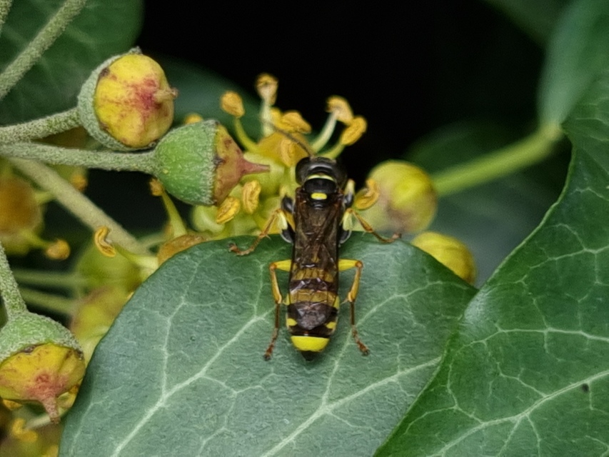 Mellinus arvensis