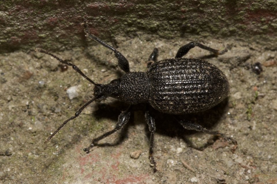 Otiorhynchus sulcatus - szálkás gyalogormányos