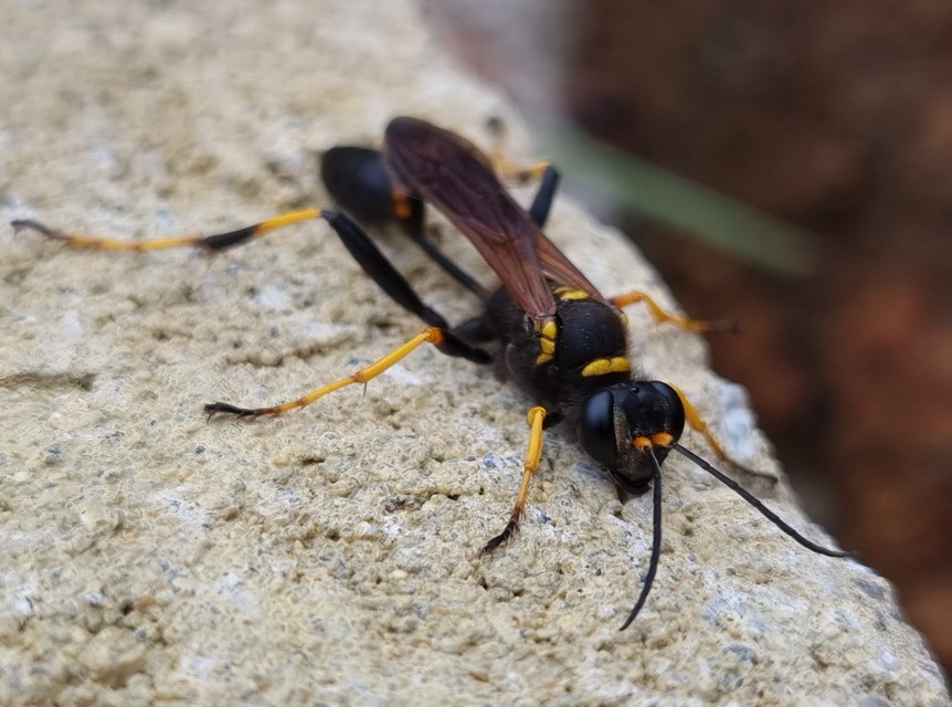 Sceliphron caementarium - feketenyelű lopódarázs