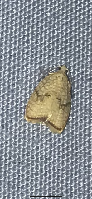 Acleris forsskaleana - juharos levélmoly