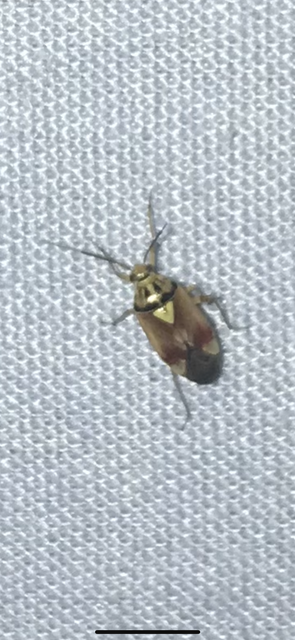 Lygus pratensis - változó mezeipoloska