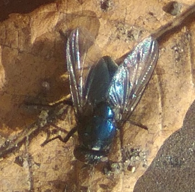 Neomyia