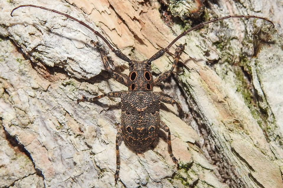 Mesosa curculionoides - szemfoltos cincér