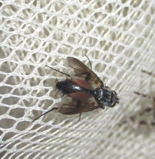 Eriothrix rufomaculatus