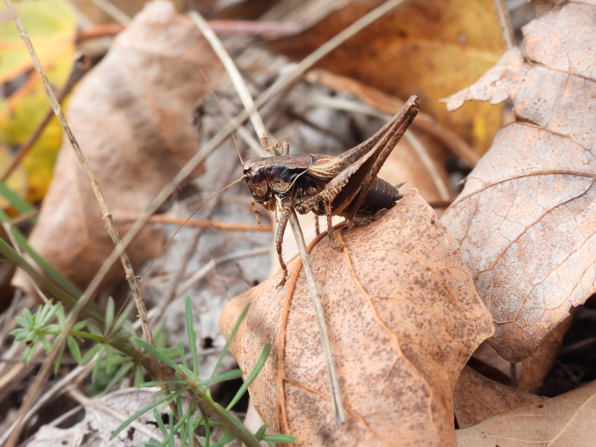 Pholidoptera griseoaptera - szürke avarszöcske