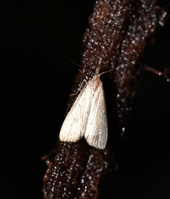 Schrankia costaestrigalis - keskenyszárnyú karcsúbagoly