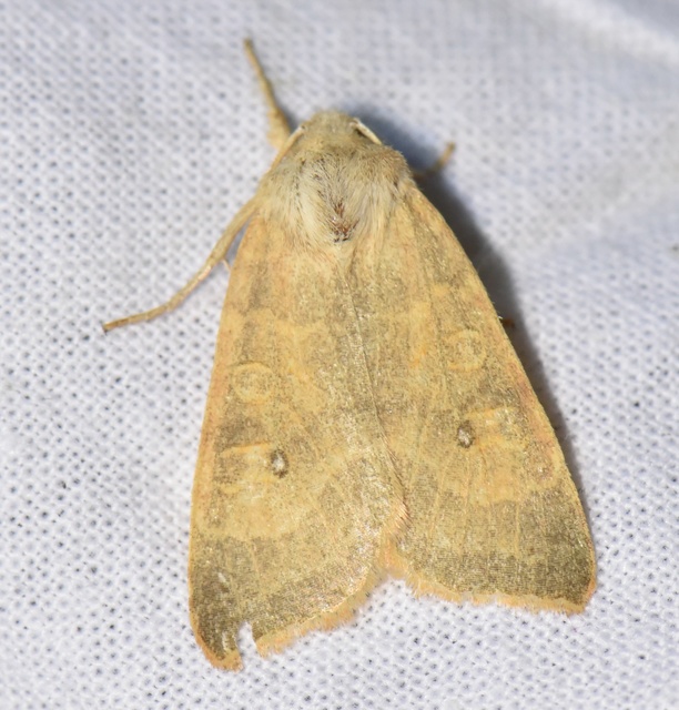 Cirrhia ocellaris - fakó sárgabagoly