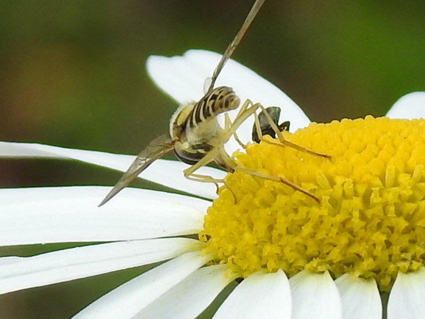 Sphaerophoria