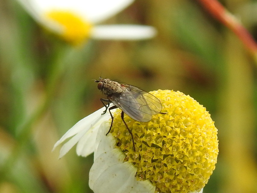 Anthomyiidae - viráglegyek