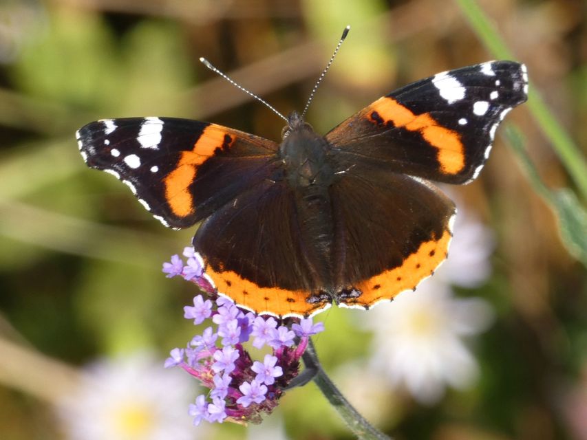 Vanessa atalanta - atalantalepke