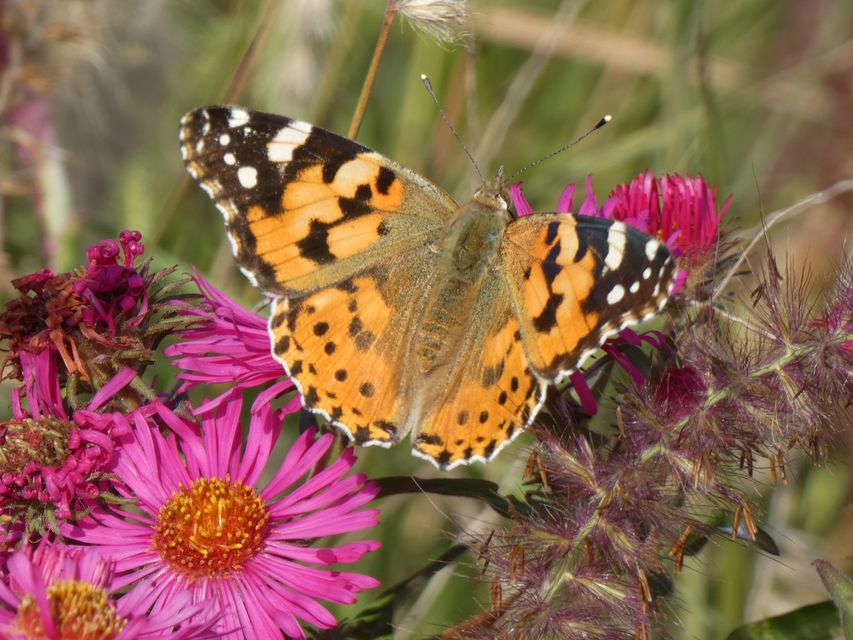 Vanessa cardui - bogáncslepke