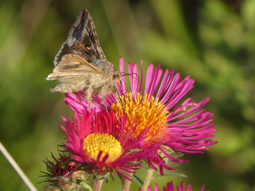 Autographa gamma - gammalepke