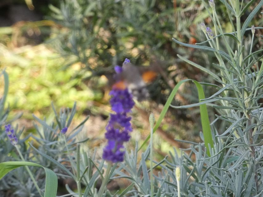 Macroglossum stellatarum - kacsafarkú szender