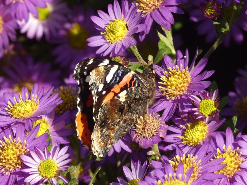 Vanessa atalanta - atalantalepke