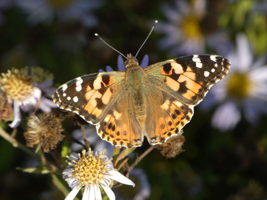 Vanessa cardui - bogáncslepke
