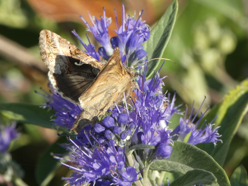 Autographa gamma - gammalepke