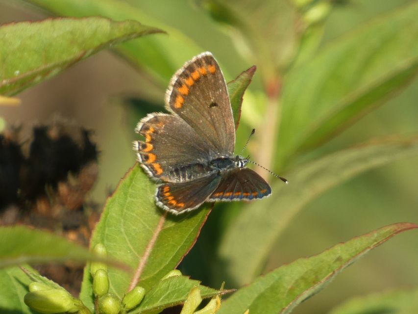 Aricia agestis - szerecsenboglárka