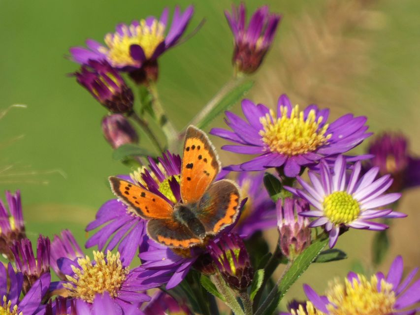 Lycaena phlaeas - közönséges tűzlepke